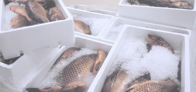 Ryby w lodzie